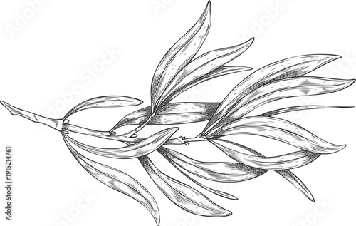 A branch with tea tree leaves, monochrome hand sketch.