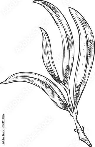 Monochrome hand-drawn outline sketch of a tea tree branch with leaves.