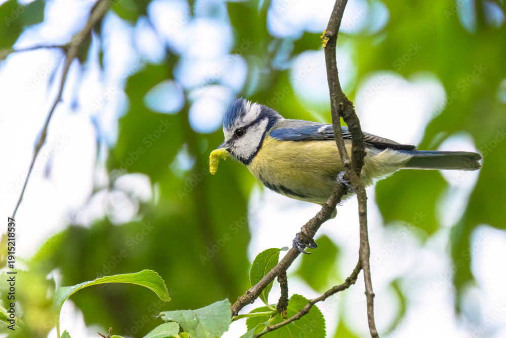 Obraz premium A blue tit (Cyanistes caeruleus) sits on a branch with a green caterpillar in its beak.