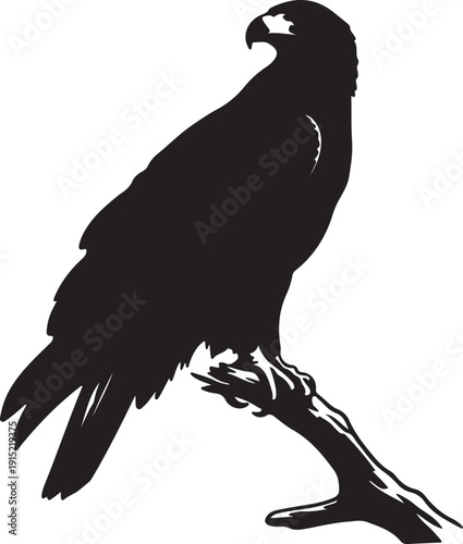 Wedge tailed Eagle the branch in silhouette on white background.
