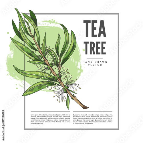 A hand-drawn watercolor sketch of a tea tree branch with green leaves and flowers.
