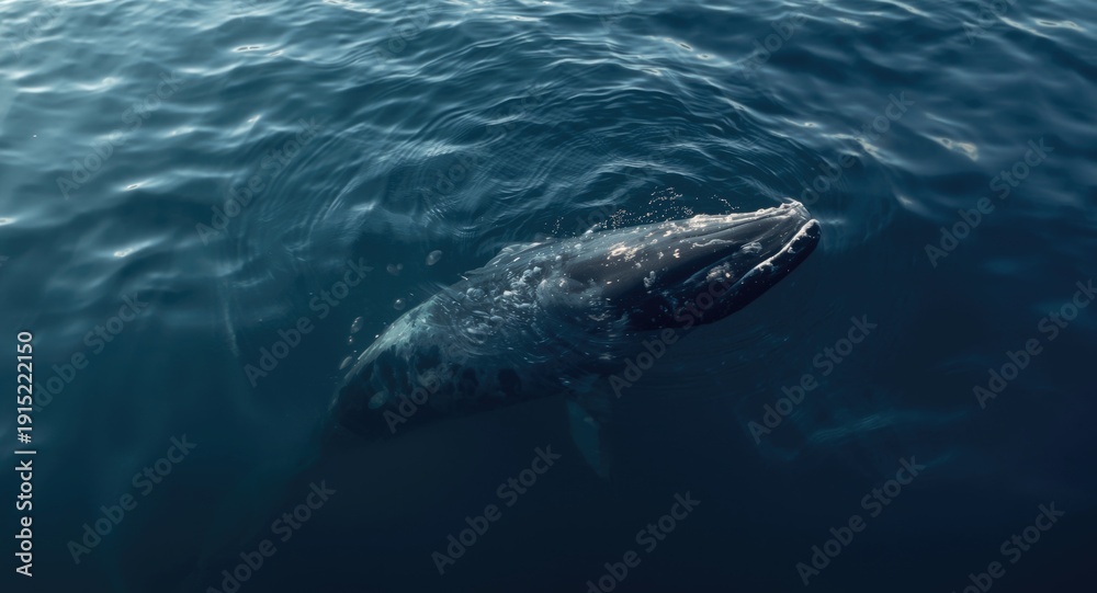 Fototapeta premium Southern right whale displaying distinctive white callosities
