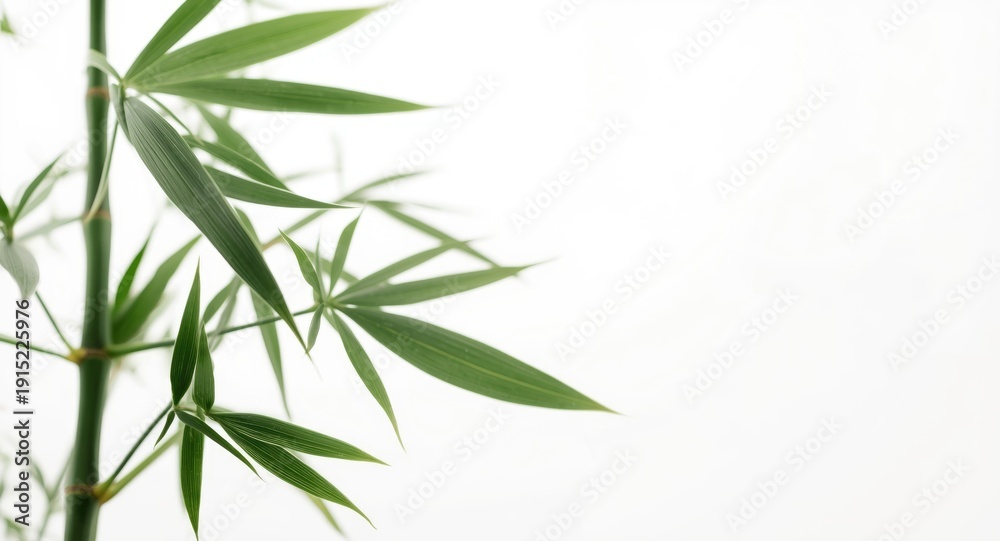 Obraz premium Close up of bamboo leaves isolated on a clean white background with copy space