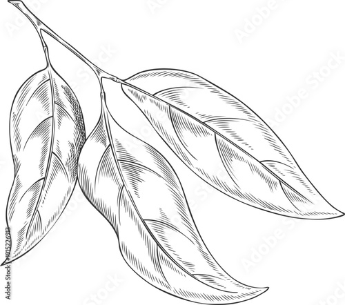 Monochrome hand-drawn sketch of a sandalwood branch with leaves.