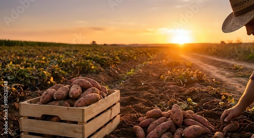 Farmer harvesting fresh potatoes in wooden crate at sunset in agricultural field. Rural farming lifestyle and organic vegetable production concept.