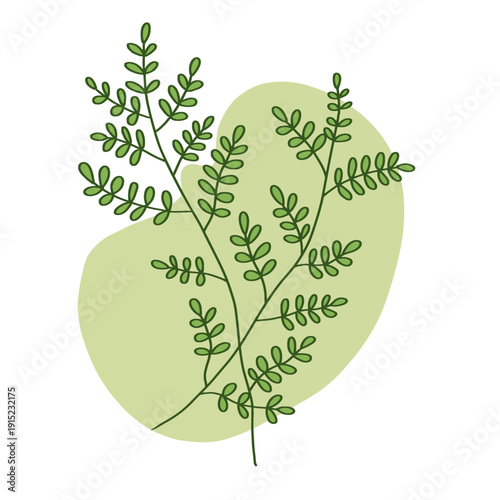 Hand drawn moringa oleifera leaf botanical vector illustration with green abstract shape