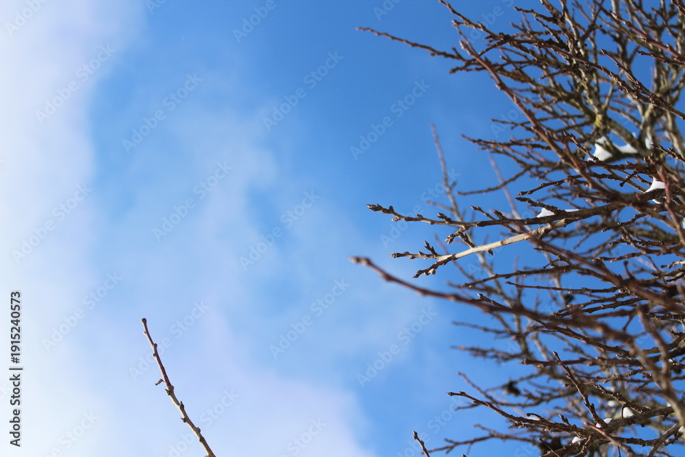 Obraz premium Winter nature background with frost and snow on branches. Icy texture, cold atmosphere, copy space for design.