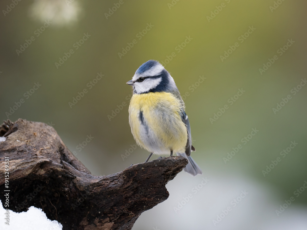 Fototapeta premium Blaumeise, Cyanistes caeruleu