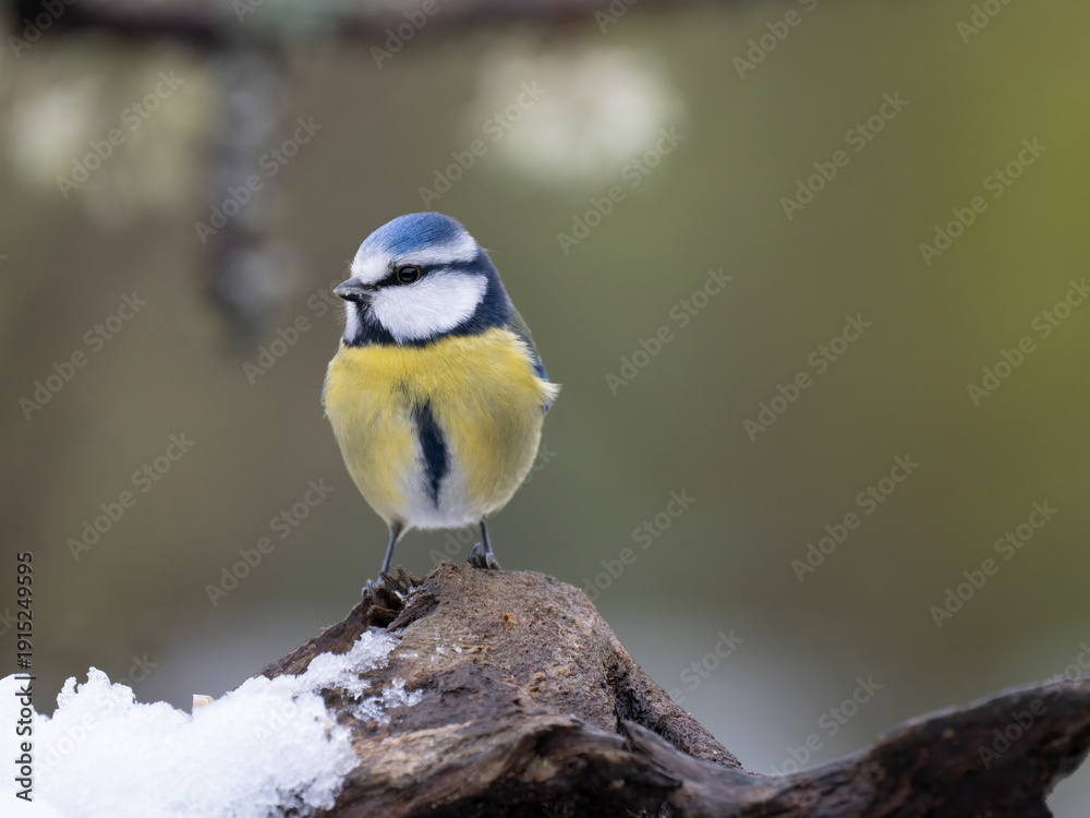 Fototapeta premium Blaumeise, Cyanistes caeruleu