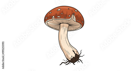 Detailed botanical illustration of a wild mushroom with a brown cap and visible roots, drawn in a vintage, hand-colored engraving style.