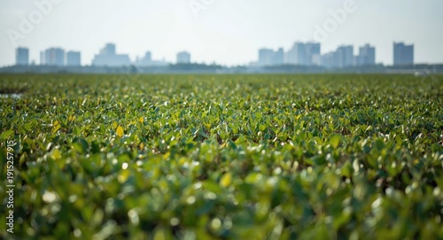 Urban sustainability featuring mangrove wetlands and blue carbon zones