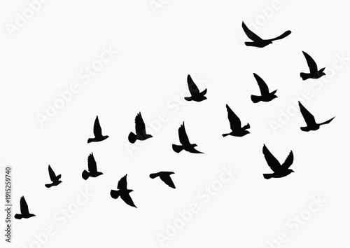 vector silhouettes of birds