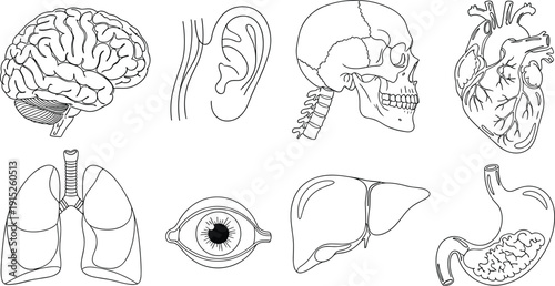 Human Organs Anatomy Set Including Brain, Heart, Skull, Lungs, Eye, Ear, Liver and Stomach Line Art Illustration for Medical Education and Healthcare Study
