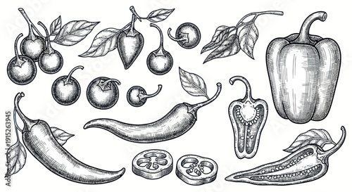 This detailed botanical depiction showcases various chili peppers including whole and sliced versions with leaves and stems, ideal for culinary publications, food packaging, or spicy recipe