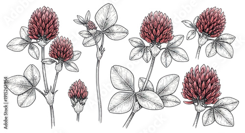 Red clover plant botanical drawings showcasing vibrant pink flowers and detailed trifoliate leaves, ideal for herbal medicine, agricultural, and natural product branding.