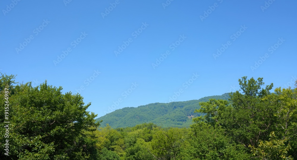 Obraz premium Relaxing forest vista showing lush greenery beneath a pure clear blue sky with copy space