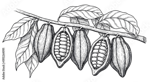 Botanical illustration of cacao tree branch with ripe cocoa pods and beans, ideal for packaging, confectionery branding, and natural product promotion