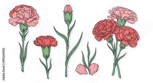 Vibrant botanical collection of pink and red carnation flowers, including a fresh bud and delicate petals, perfect for celebrating spring, special occasions, and loving expressions.