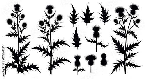 Collection of diverse thistle plant silhouettes including spiky leaves and thorny flower heads perfect for botanical designs, naturethemed projects, and educational materials