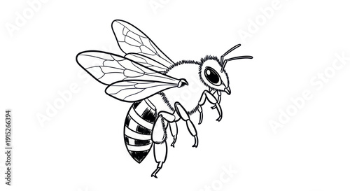 Detailed black and white line drawing of a flying honey bee, captured midair, perfect for educational content, organic product packaging, or naturethemed graphic projects