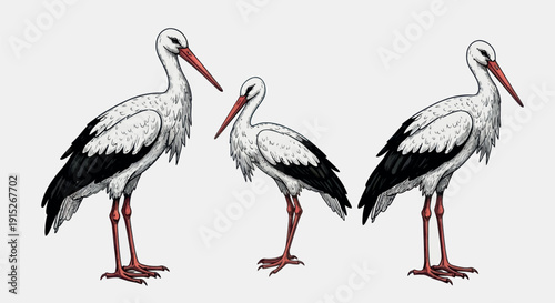 Majestic storks showcasing their iconic black and white plumage with vivid red beaks and legs, perfect for nature documentaries, educational resources, and environmental awareness campaigns.