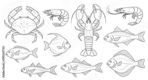 Diverse seafood and fish collection depicting a variety of marine life including crabs, prawns, lobsters, and multiple fish species, ideal for educational materials, culinary guides, or