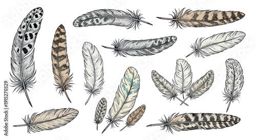 Diverse collection of natural bird feathers in various patterns and muted colors perfect for decorating nature themed projects or cultural inspired designs