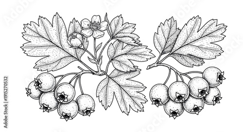 Botanical engraving of a hawthorn plant branch with intricately drawn leaves, open flowers, and round berries, excellent for educational resources, natural product packaging, and nature