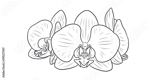 Exquisite botanical line drawing featuring delicate phalaenopsis orchid flowers for diverse graphic design projects, educational materials, and meditative coloring activities
