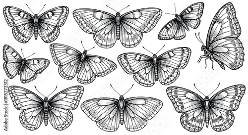 Collection of detailed vintage butterfly insect illustrations perfect for decorative nature themed projects or entomology studies and educational materials