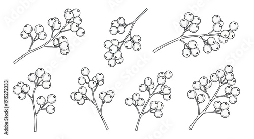 Botanical line drawing set of organic berry branches perfect for natural themed graphic resource for print decoration menu label packaging or textile design