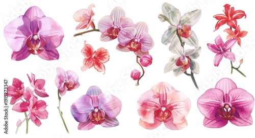 Collection of watercolor orchid flower designs with light brush strokes