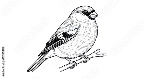Detailed black and white ink drawing of a small songbird perched on a tree branch, perfect for educational content, wildlife studies, or naturethemed graphic projects.