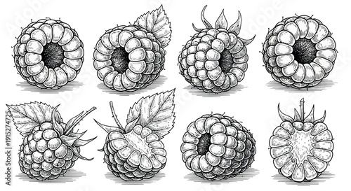 Exquisite hand drawn raspberry fruit collection with whole and halved berries, natural leaves and stems, perfect for organic food packaging, healthy beverage labels, and botanical graphic