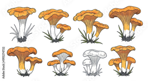 Collection of hand drawn chanterelle mushrooms in colorful and monochrome styles perfect for culinary blogs recipe books or food packaging designs
