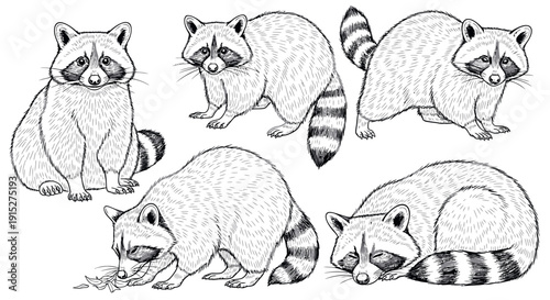 A collection of raccoons in various poses including sitting, walking, looking, eating, and sleeping, perfect for nature enthusiasts and wildlife themed educational resources and graphic