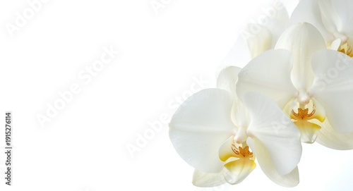 White and yellow orchid blooms styled on a crisp white backdrop offering spacious copy space for seasonal greetings
