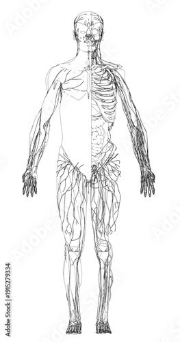 Detailed black and white anatomical drawing of a male skeleton on a clean white background, highlighting the skeletal system and sensory organs. Front view