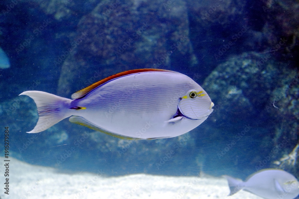 Fototapeta premium poisson