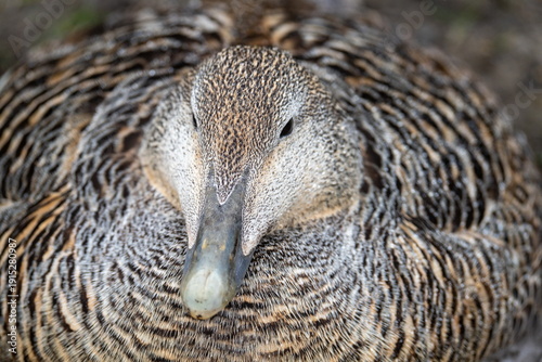 Photos Close up of a female common eider (Somateria mollissima) in Longyearbyen, Svalba