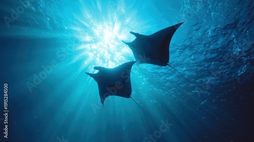 Two manta rays swimming underwater ocean.