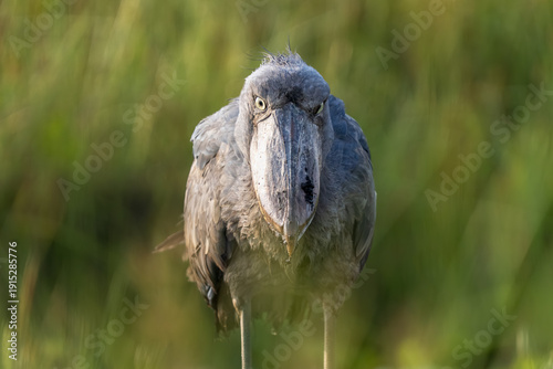 Extreme close-up of a Shoebill (Balaeniceps rex) showing its unique prehistoric beak and intense yellow eyes in Mabamba Swamp, Uganda