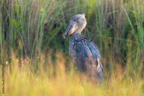 A Shoebill (Balaeniceps rex) standing motionless in its natural habitat among the papyrus plants of Mabamba Swamp, Uganda