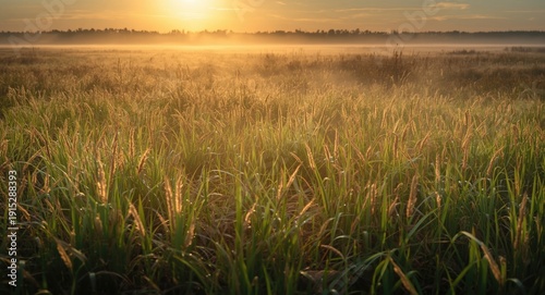 Morning sunshine brightening expansive marshy grass