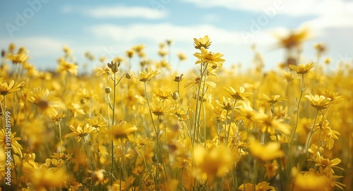 Yellow flower field texture background with soft daylight copy space