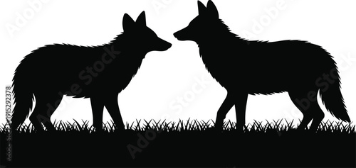 Black vector silhouette of two wild wolves or coyotes facing each other in a grassy field for wilderness nature wildlife and predator branding design