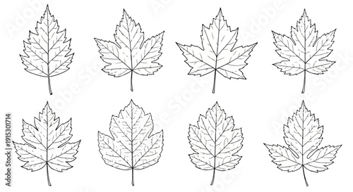 A collection of nine distinct maple leaf drawings showcasing various shapes and sizes Vector