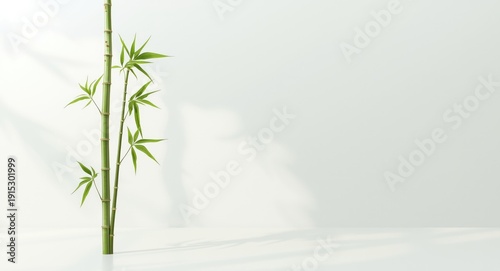 Single tall bamboo stalk po...
