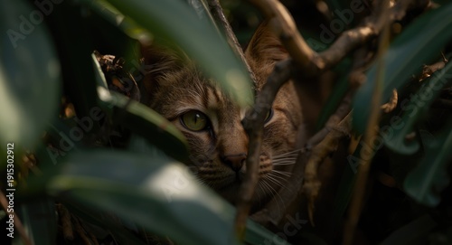 Wild jungle cat hidden with...