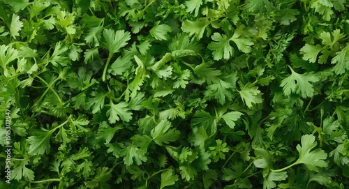 Wallpaper Mural Bright chopped parsley leaves isolated on a white background captured from above Torontodigital.ca